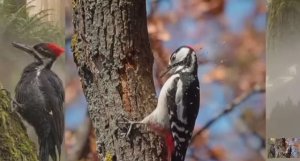 .... Дятел - Что мы знаем о нём....