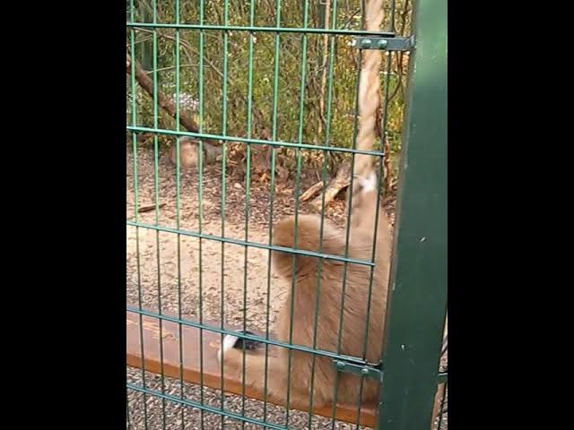 Нереально смешные обезьянки в зоопарке "Лимпопо". Часть 3/Funny monkeys in Limpopo Zoo. Part3 смотреть онлайн
