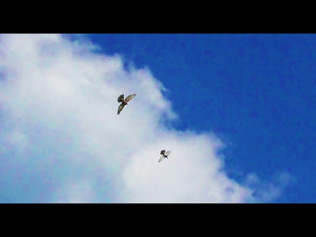 Ястреб атакует голубей / Goshawk Attacks Pigeons New HD
