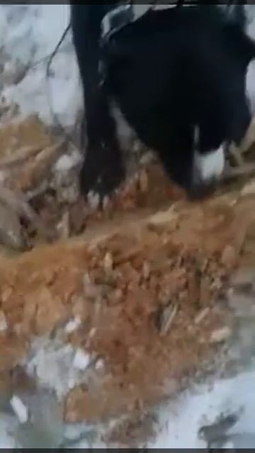 Война, собака VS бревно.