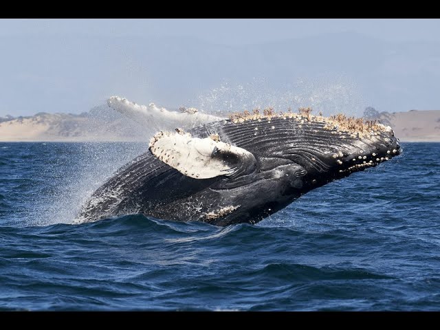whale (кит) смотреть онлайн