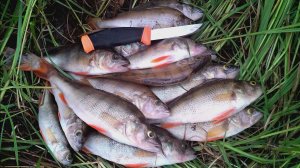 Окунь на отводной! 🎣🐟