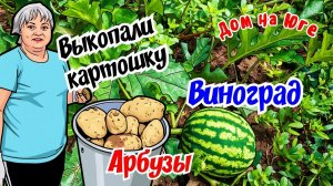Выкопали картошку. Что с арбузами и виноградом.