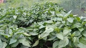 Огород в июле: Изумрудная макушка лета ❤🌿🌼
