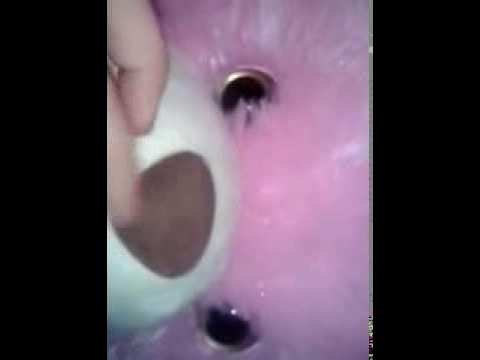 Мой мишка !!!!! смотреть онлайн