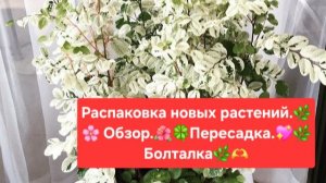 РАСПАКОВКА НОВЫХ РАСТЕНИЙ.🌷💖 ОБЗОР.🌸 ПЕРЕСАДКА.🌿 БОЛТАЛКА.💖🌸
