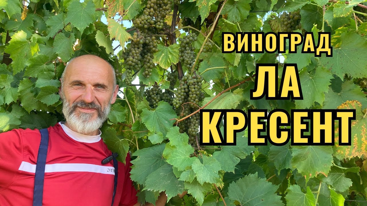Виноград Ла Кресент 🍇 | Обзор сорта и выращивание смотреть онлайн