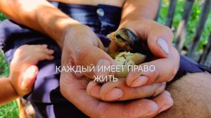 ДАЛИ ЕЩЁ ОДИН ШАНС ЦЫПЛЕНКУ/ ВОДА НА УСАДЬБЕ/ ПРИРОДА АЛТАЯ/ МИЛА ТЕВИКОВА