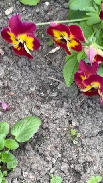 Чудеса природы