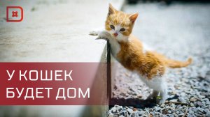 В Махачкале появится «Кошкин дом» благодаря 10-летней девочке