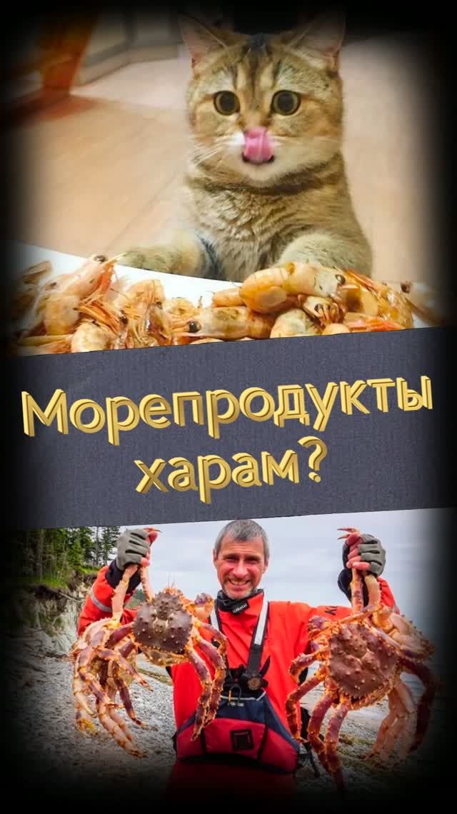 МОРЕ ИСЛАМА #мирадио