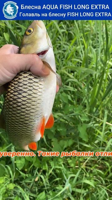 Ловля голавля на вертушку AQUA FISH LONG EXTRA-2. Медь работает! #рыбалка #fishing смотреть онлайн