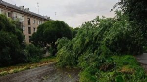 Шторм повалил деревья и оборвал трамвайные провода в Златоусте Челябинской области. 

Местами в горо