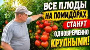 Все плоды на помидорах станут одновременно крупными! Проверенный способ!