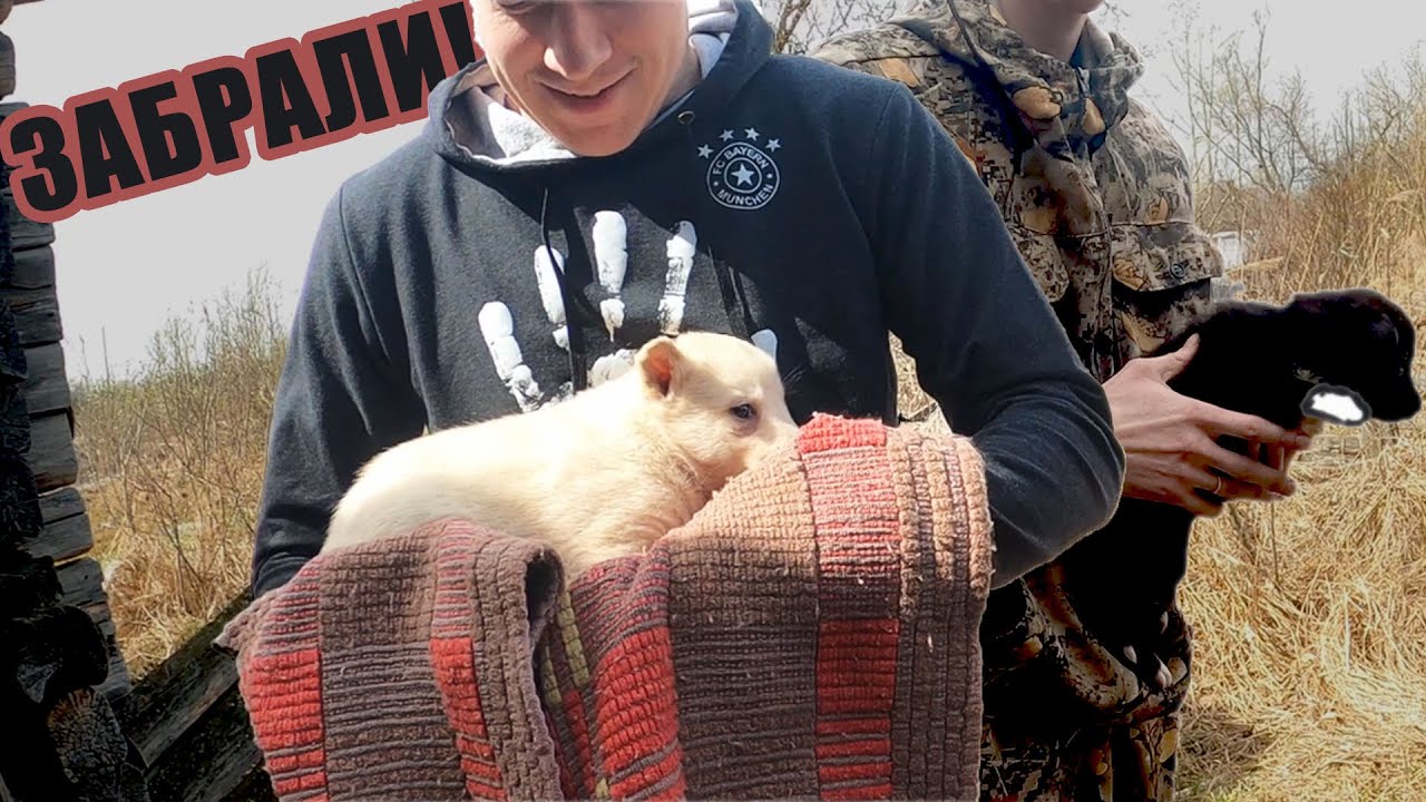 Раздаю щенков. Забрали троих мальчиков, осталась девочка. Мирана в ШОКЕ! Спасение животных. смотреть онлайн