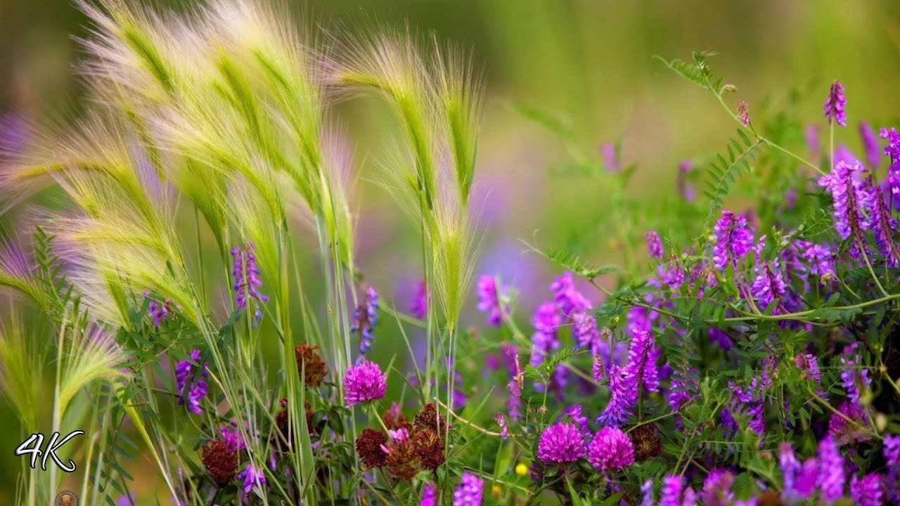 НЕЖНАЯ МУЗЫКА, УСПОКАИВАЕТ НЕРВНУЮ СИСТЕМУ И РАДУЕТ ДУШУ 🌿 4К ЛУГОВЫЕ И ПОЛЕВЫЕ ЦВЕТЫ 🌸 смотреть онлайн