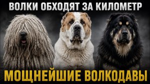 Породы, которые держат волков в страхе