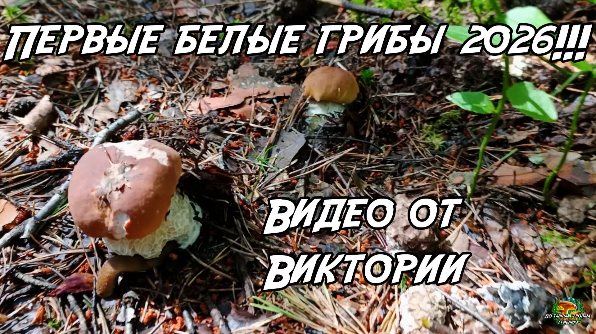 Первые белые грибы сезона 2026!!! Видео от Виктории. смотреть онлайн