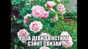Роза Девида Остина Сэйнт Свизан