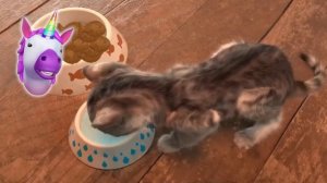 ПРИКЛЮЧЕНИЕ МАЛЕНЬКОГО КОТЕНКА мультик смешное видео для детей мультфильм про котиков #ММ