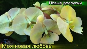 Новые роспуски. Новая любовь и новые разочарования (1)