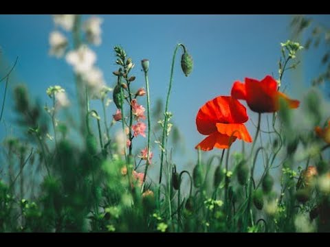 Трио Маренич - Цветы луговые.. автор ролика Светлый смотреть онлайн