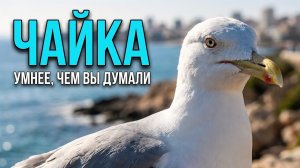Самая ХИТРАЯ Морская Птица? Факты о чайках