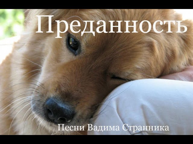 Преданность - Вадим Странник смотреть онлайн