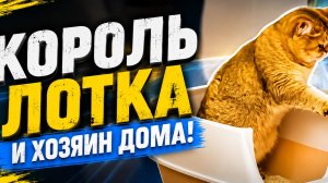 СМЕШЫЕ ЗАБАВНЫЕ КОТЫ И КОШКИ!