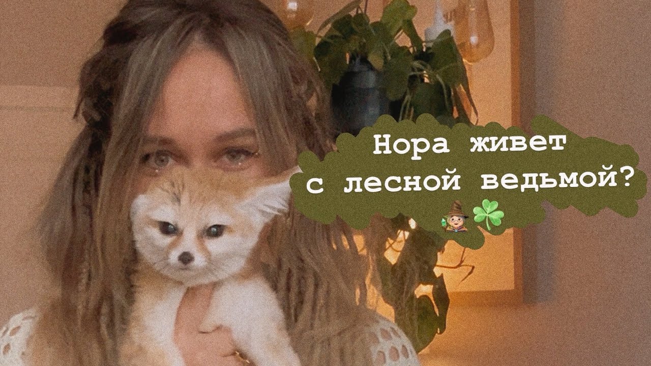 С кем живет лиса Нора☘️ смотреть онлайн