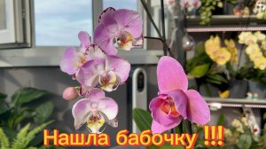 Нашла ОрХиДеЮ в мутации БАБОЧКА в строительном магазине 🥰 #орхидеи