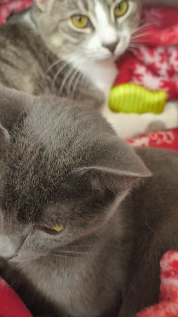 где наши котики где наши котики