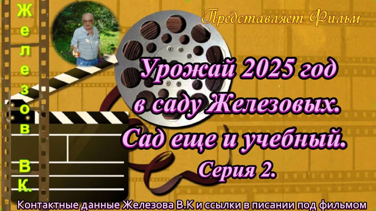 Урожай 2025 год в саду Железовых. Сад еще и учебный. Серия 2.