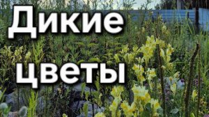 Дикие цветы. Природа Северо-запада России, июль 2026