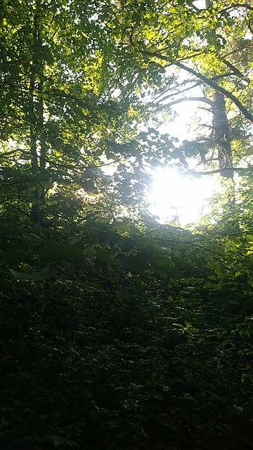 ПРИВЕТ ИЗ ЛЕТНЕГО 🌳🌞 ЛЕСА!!!