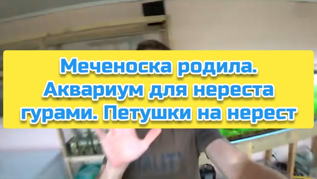 Меченоска родила. Аквариум для нереста гурами. Петушки на нерест