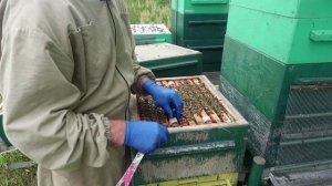 Борьба с клещем и многое другое , на кочевом точке.  Часть 2