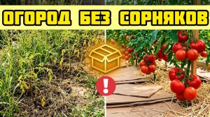 Урожай без перепонки и химии - работает на 100%
