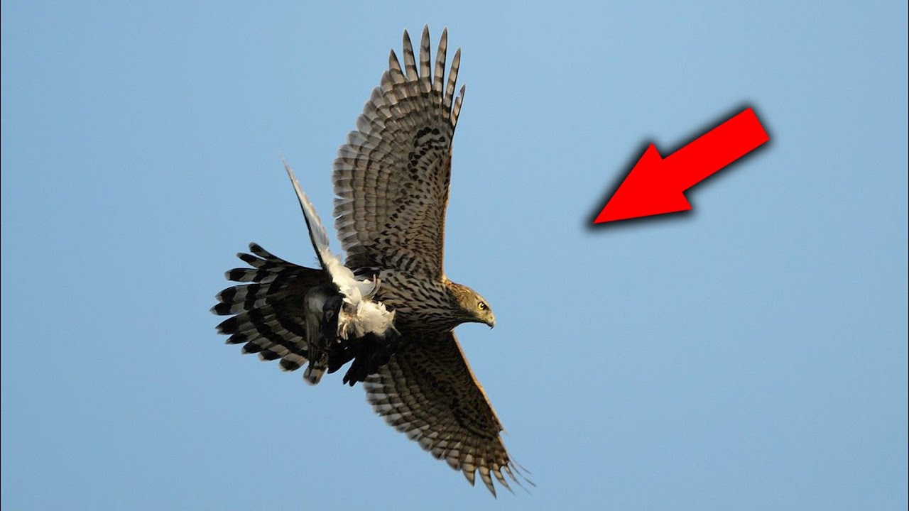 Атаки Ястреба на голубей усилились / Hawk's attacks on pigeons intensified смотреть онлайн