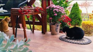 Вы не поверите, как уютно в нашем загородном доме 🏡🌿»# дом #рецепт #garden #сад
