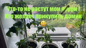 Что то мои томаты черри не растут ! Продают домик Голубая Голубятня есть желающие купить 😃