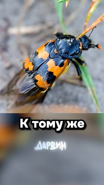 Жук таксист смотреть онлайн
