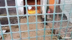 Покраска козлятника 2. Продолжаю красить с наружи.