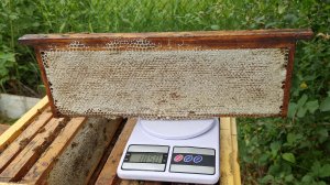 Бакфаст принес нам первый 🍯 мёд