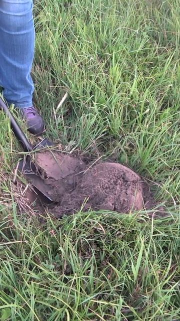 Коп монет #shorts #коп #стариннаямонета #metaldetecting #металлоискатель