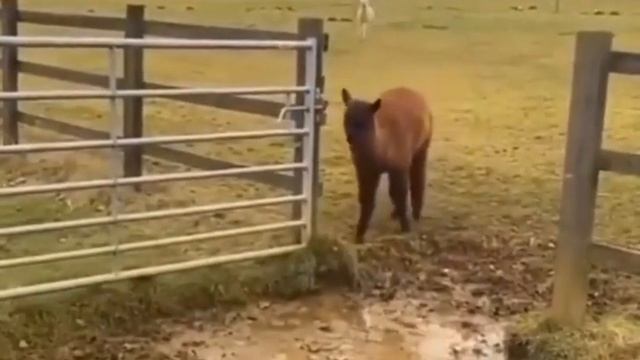 больше видео там tgk:@animal_wor1d #shorts #animals #animal смотреть онлайн