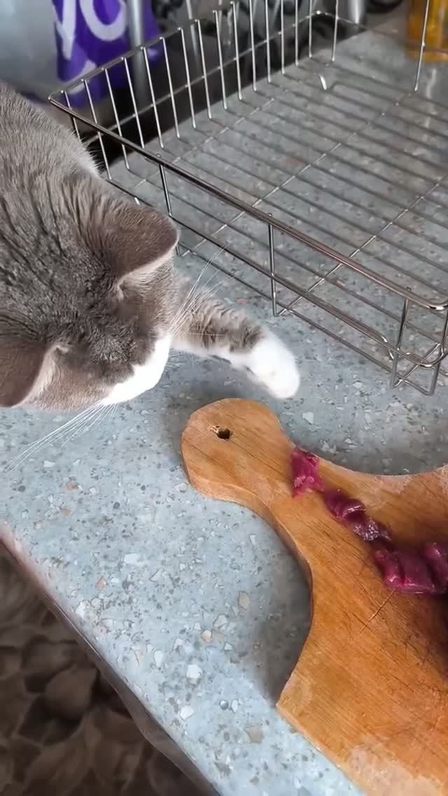 Осторожно: на кухне работает пушистый вор! 🐱🔥