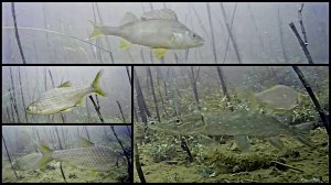 Под водой #40