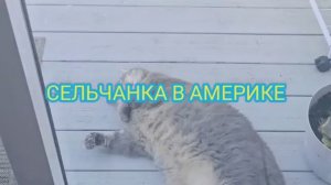 Сельчанка в Америке ПЕРВАЯ МОЛОДАЯ КАРТОШКА США