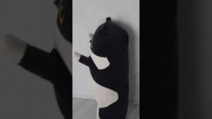 капибара отыхает на пляже